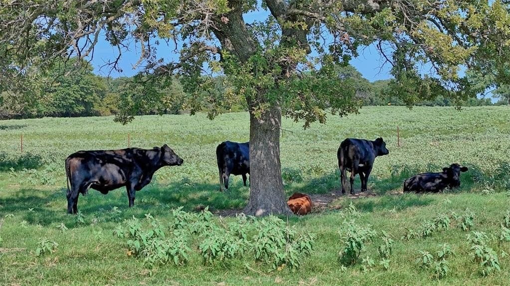 116 acres in Montague County - photo 11