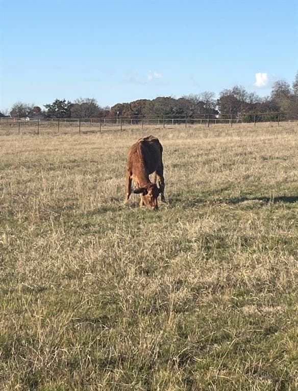 10.07 acres in Collin County - photo 4
