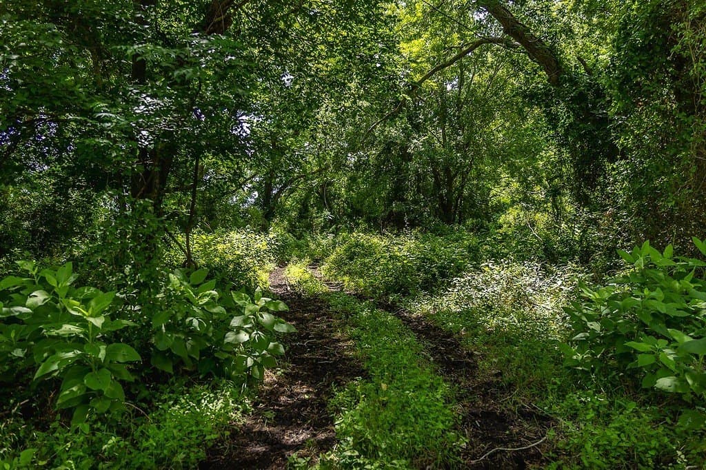 26.22 acres in Fayette County - photo 12