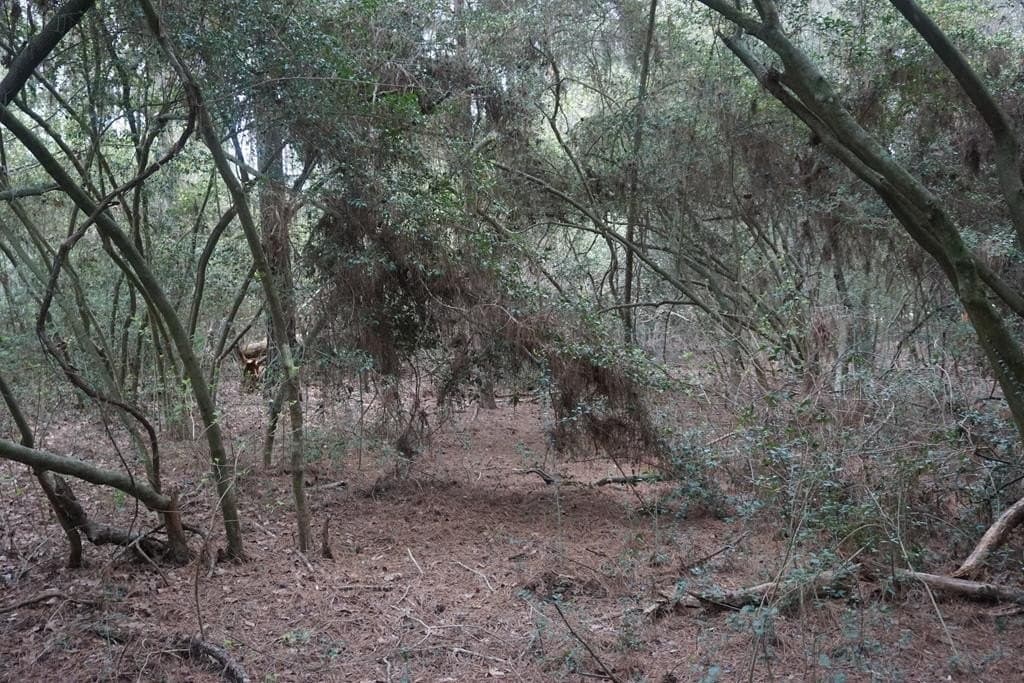 10 acres in Grimes County - photo 6
