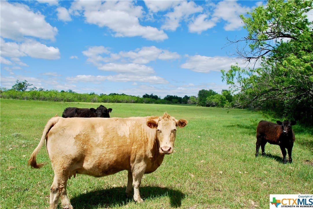 173.18 acres in Guadalupe County - photo 8