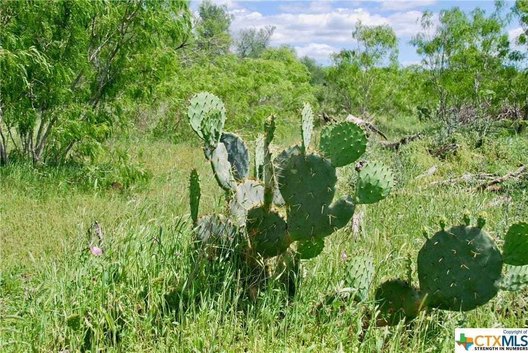 173.18 acres in Guadalupe County - photo 36