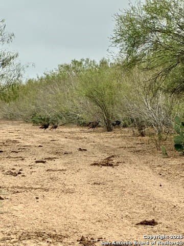 109 acres in Jim Wells County - photo 15