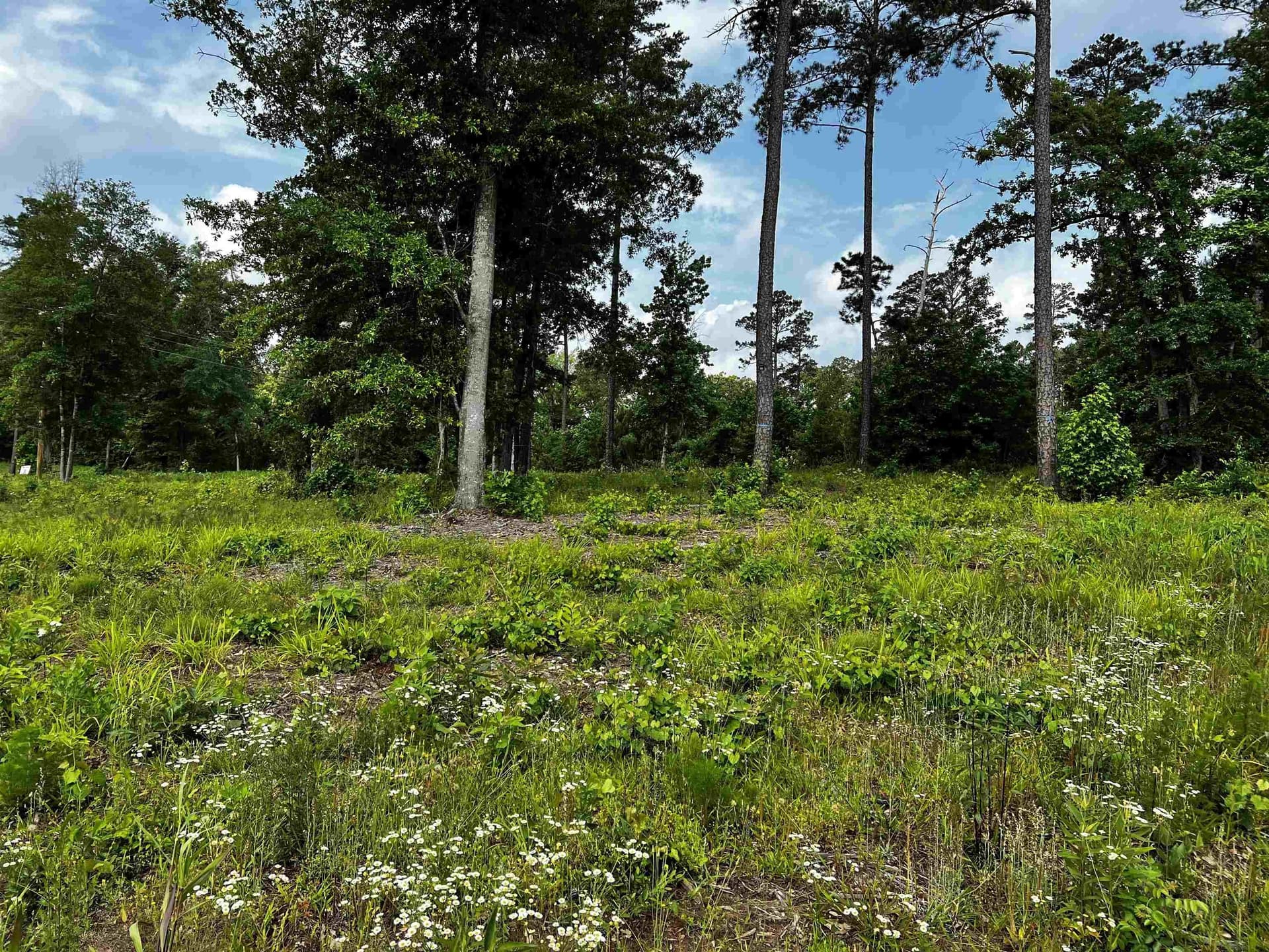2.02 acres in Texas County - photo 2