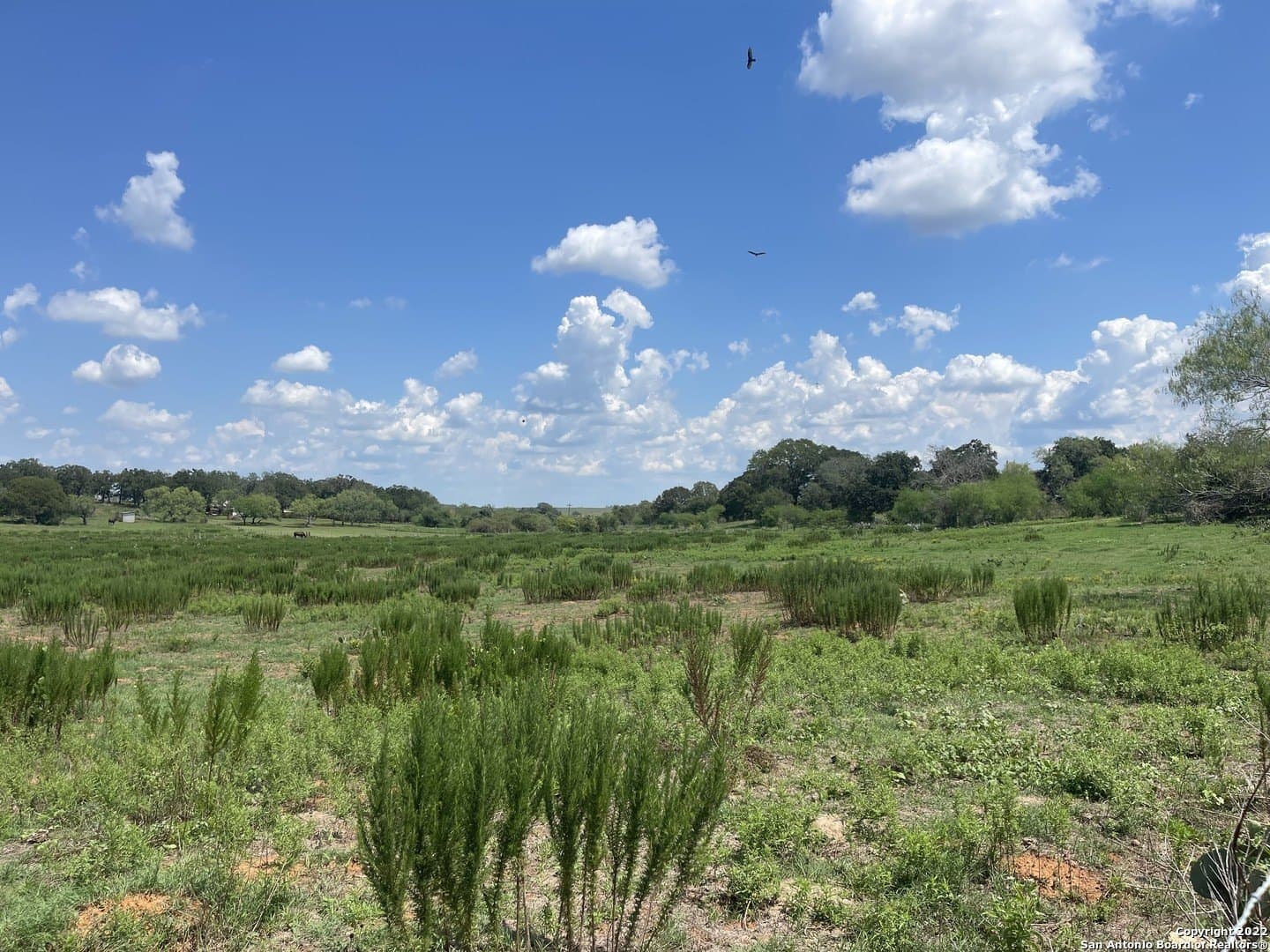 20 acres in Wilson County - photo 4
