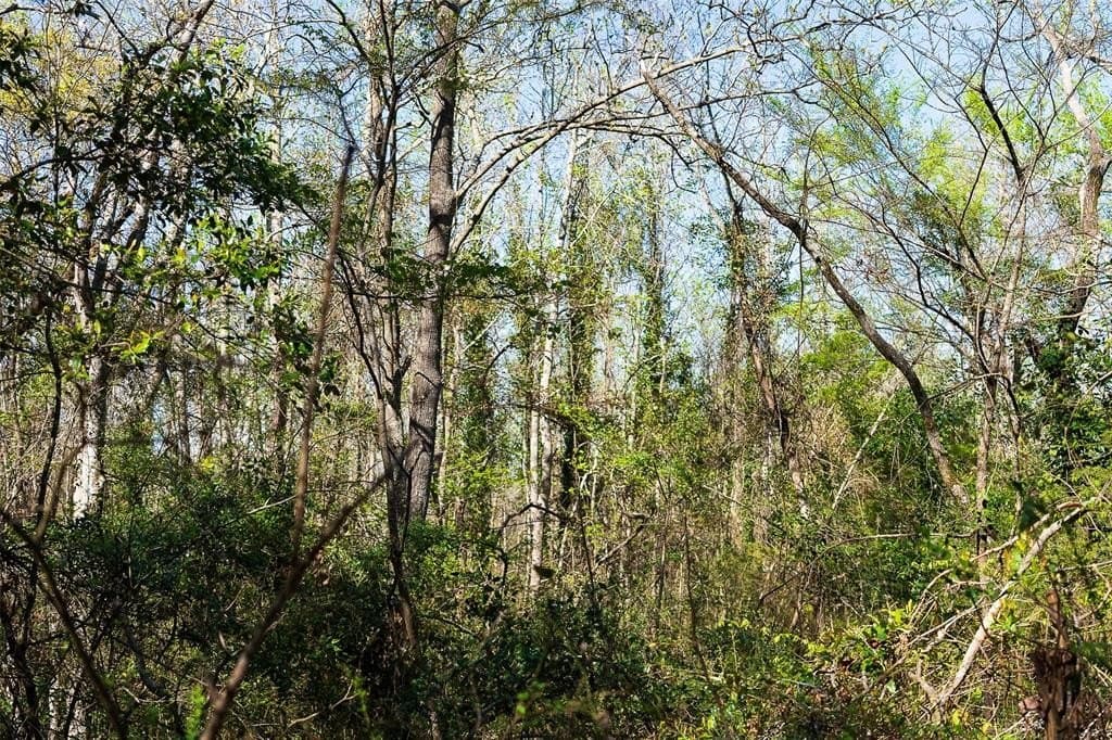 300.71 acres in Cherokee County - photo 30