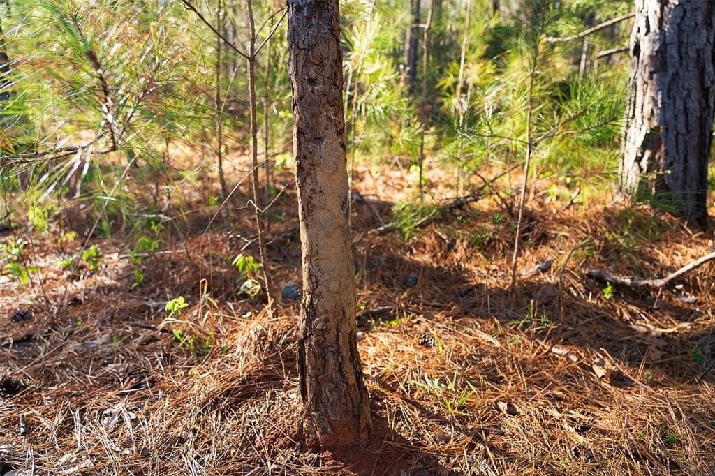 300.71 acres in Cherokee County - photo 15