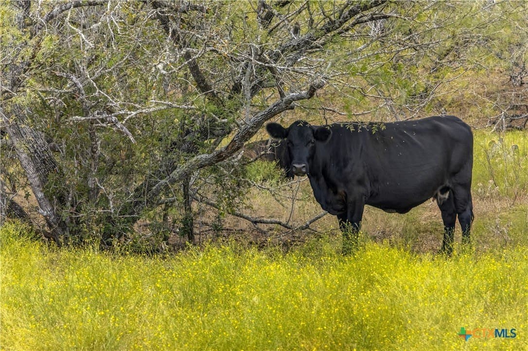 11 acres in Gonzales County - photo 9