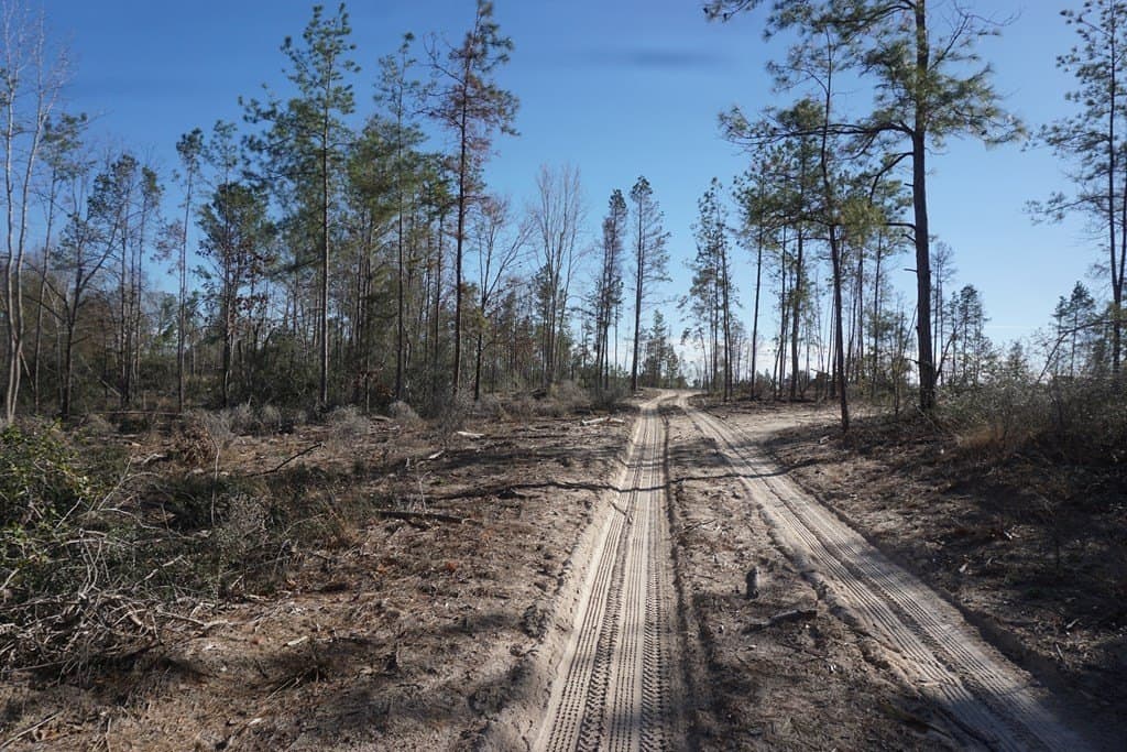 16.92 acres in LEON County - photo 2