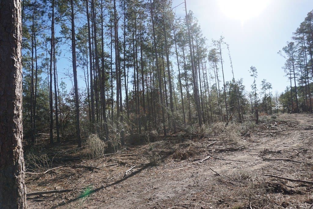 16.92 acres in LEON County - photo 5