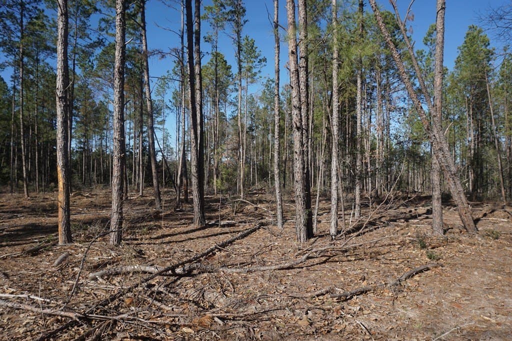 16.92 acres in LEON County - photo 4