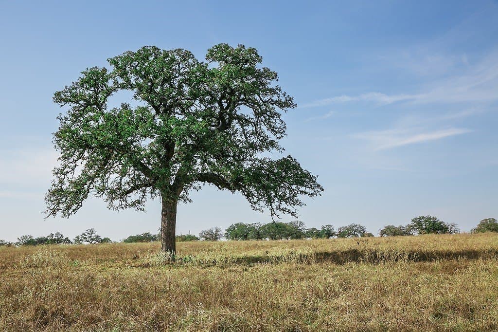 55.68 acres in Fayette County - photo 3