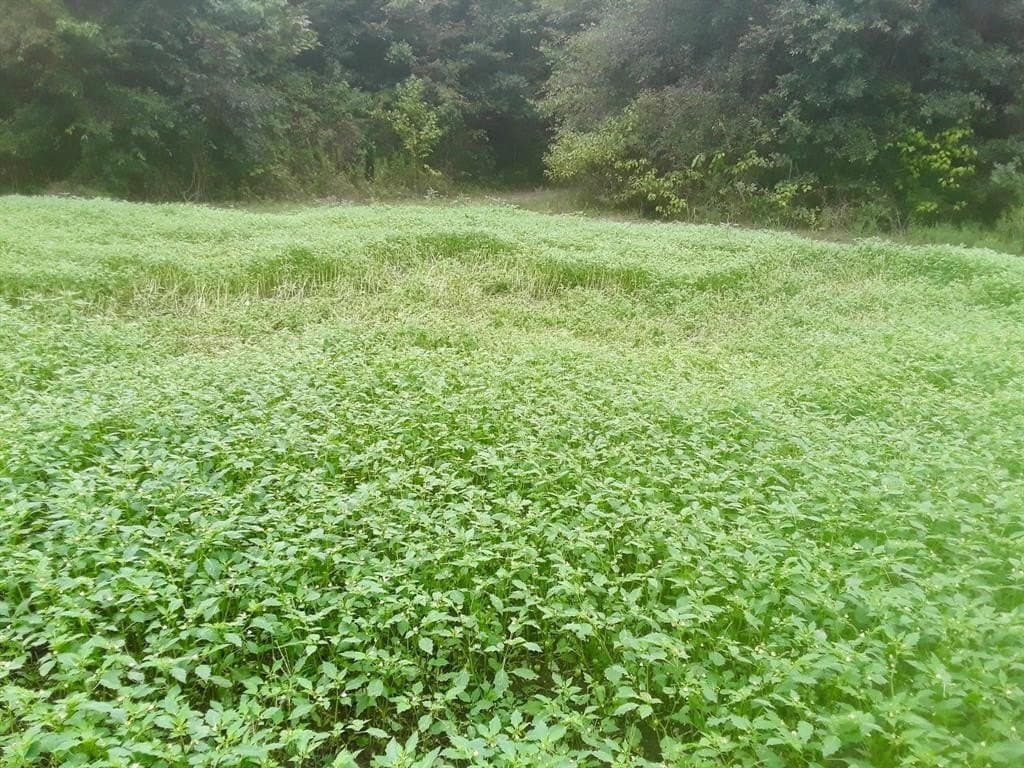 125.96 acres in Red River (TX) County - photo 5