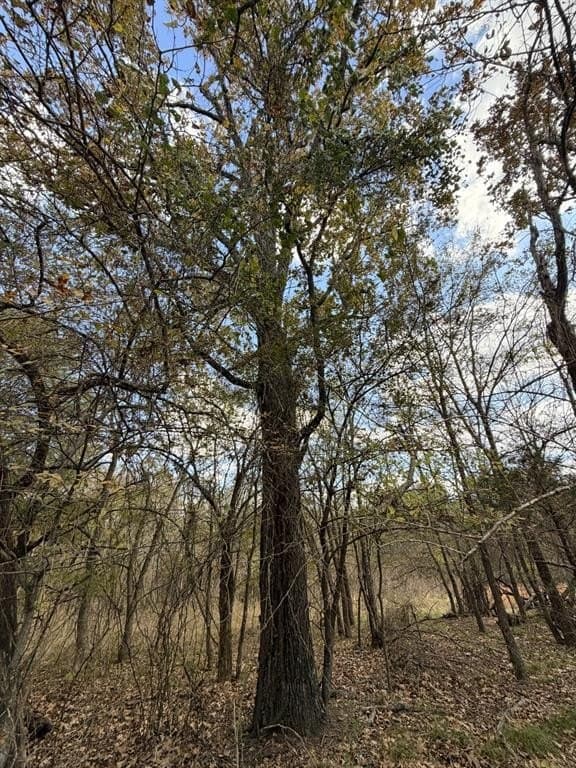 6.91 acres in Rains County - photo 9