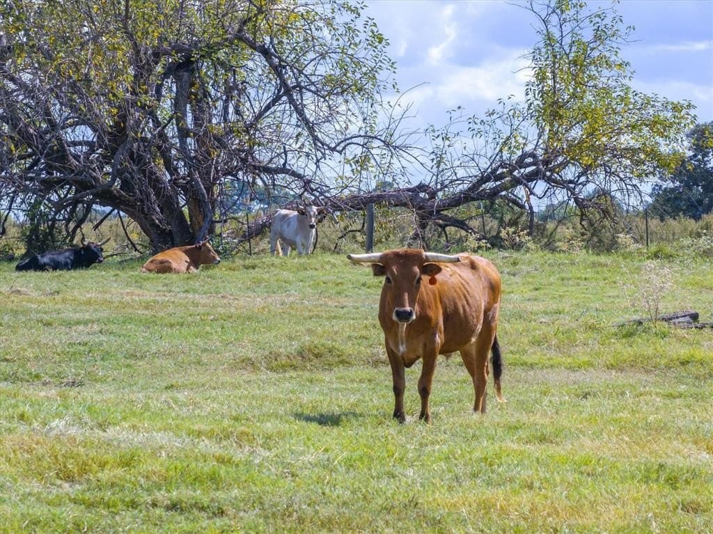 24.74 acres in Van Zandt County - photo 5