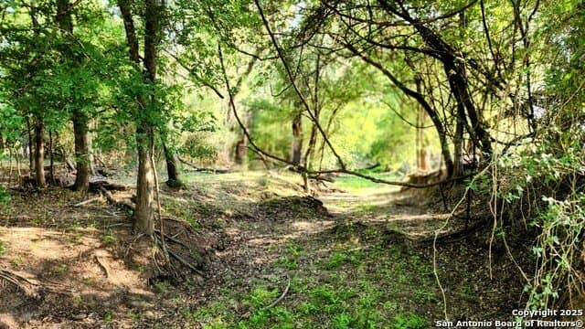 55 acres in Guadalupe County - photo 17