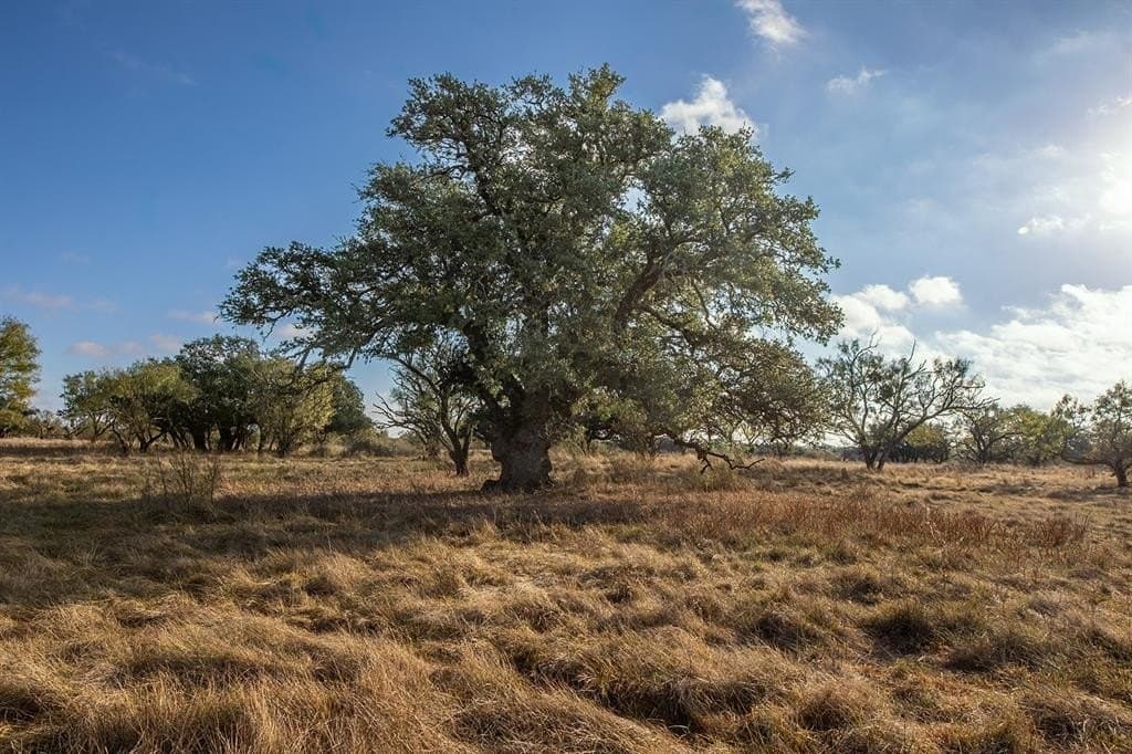 130 acres in McCulloch County - photo 39