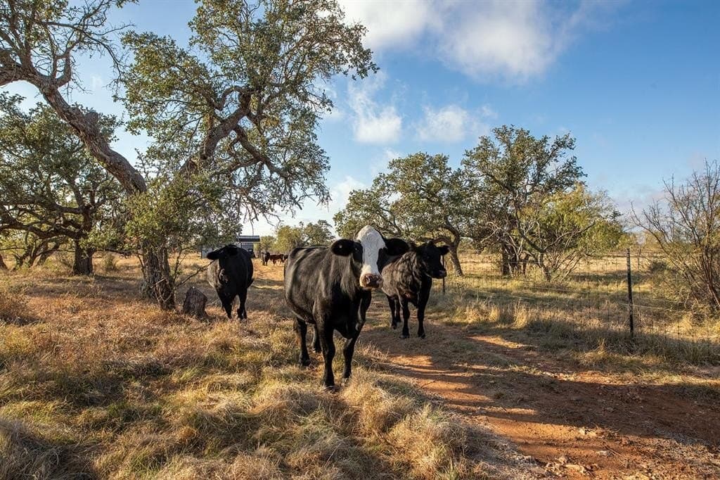 130 acres in McCulloch County - photo 34