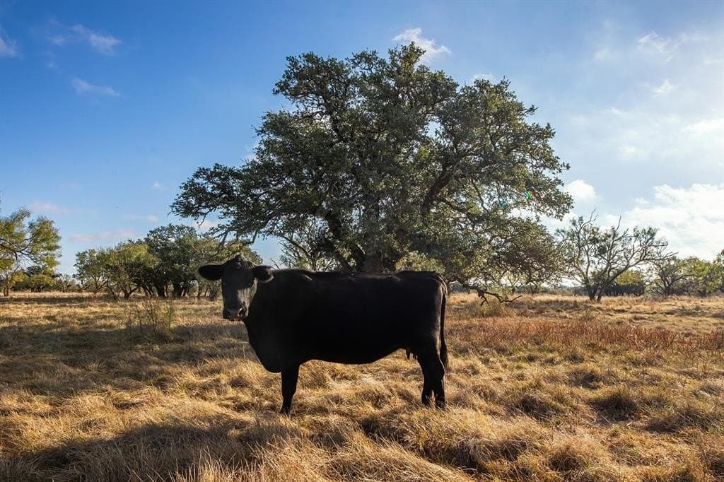 130 acres in McCulloch County - photo 33