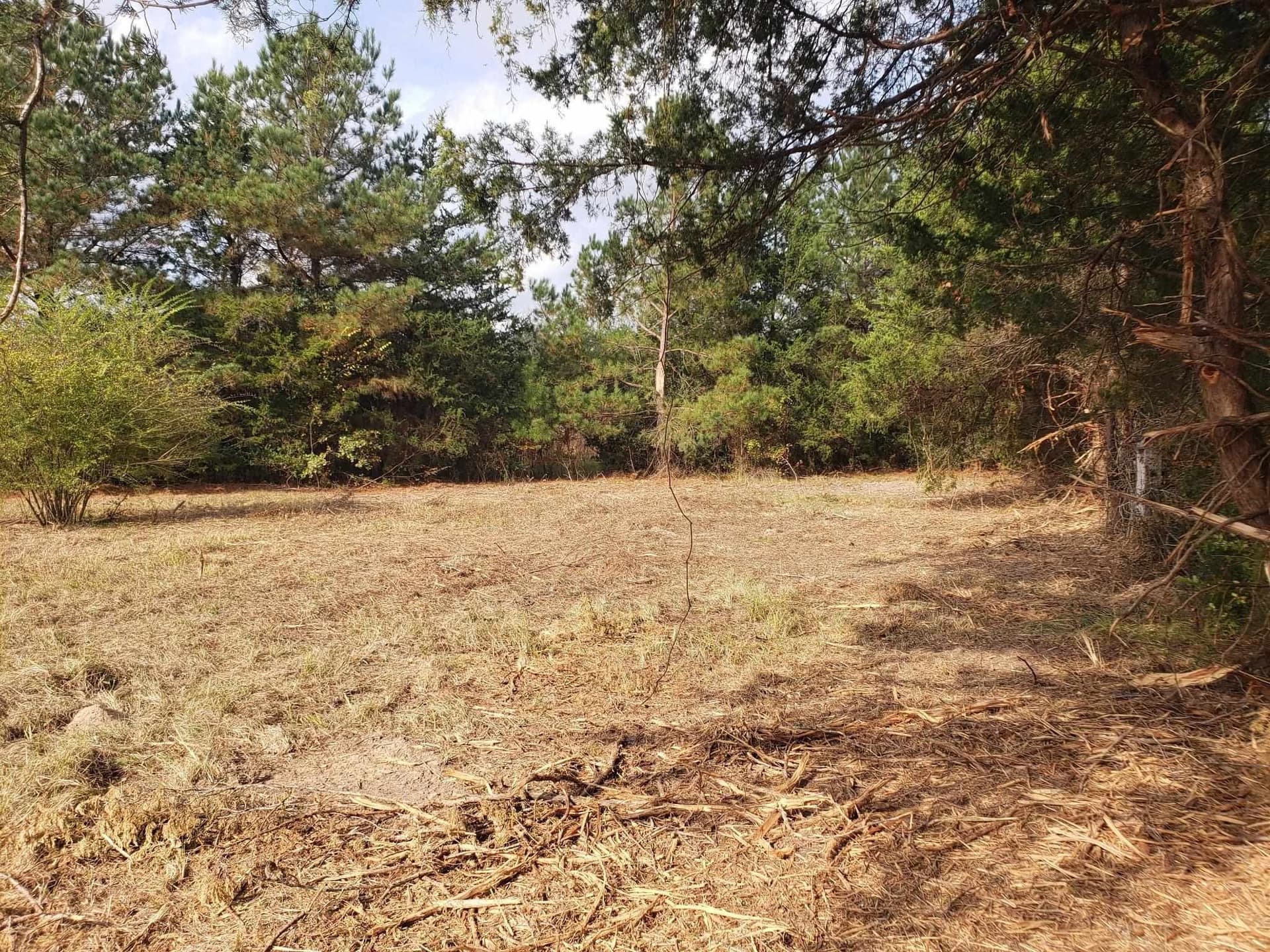 10.1 acres in Panola County - photo 13