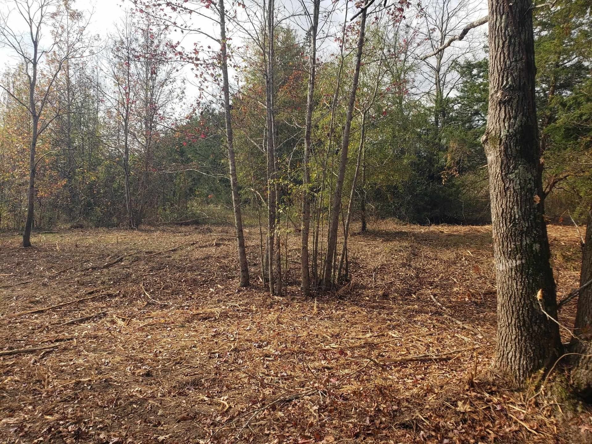 10.1 acres in Panola County - photo 5
