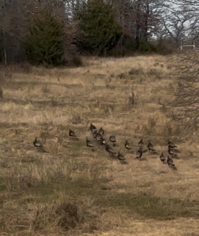 33.81 acres in Montague County - photo 16
