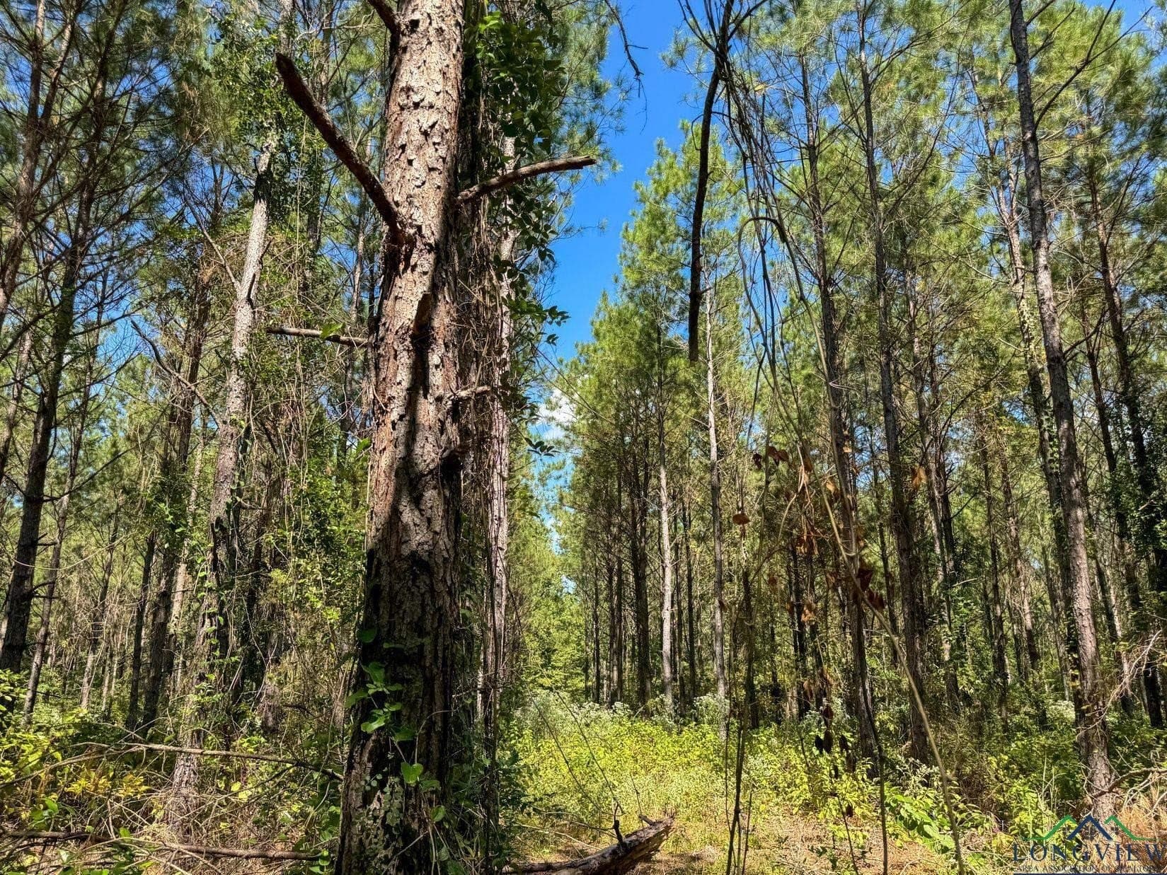 13.59 acres in Texas County - photo 13
