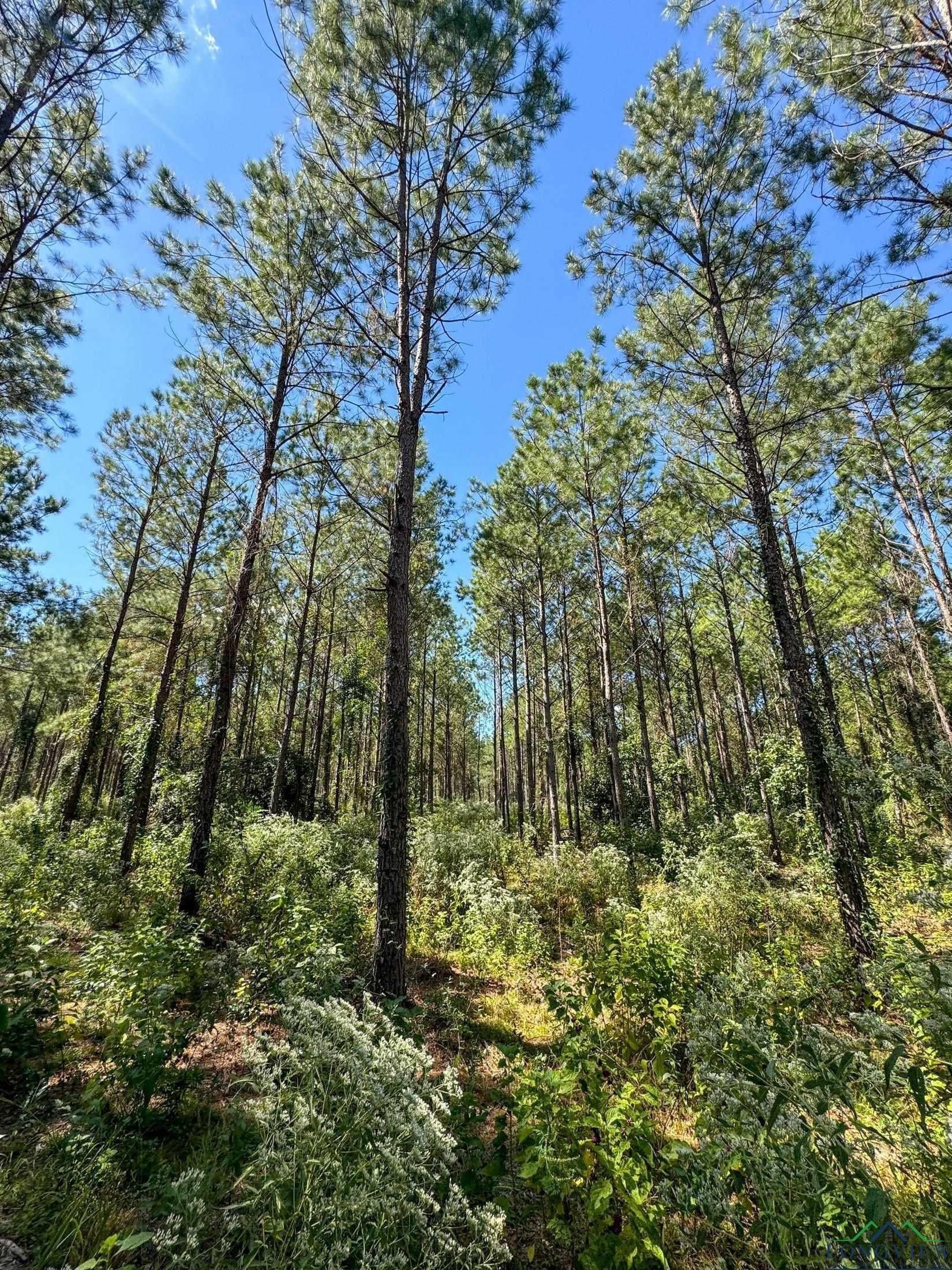 13.59 acres in Texas County - photo 7