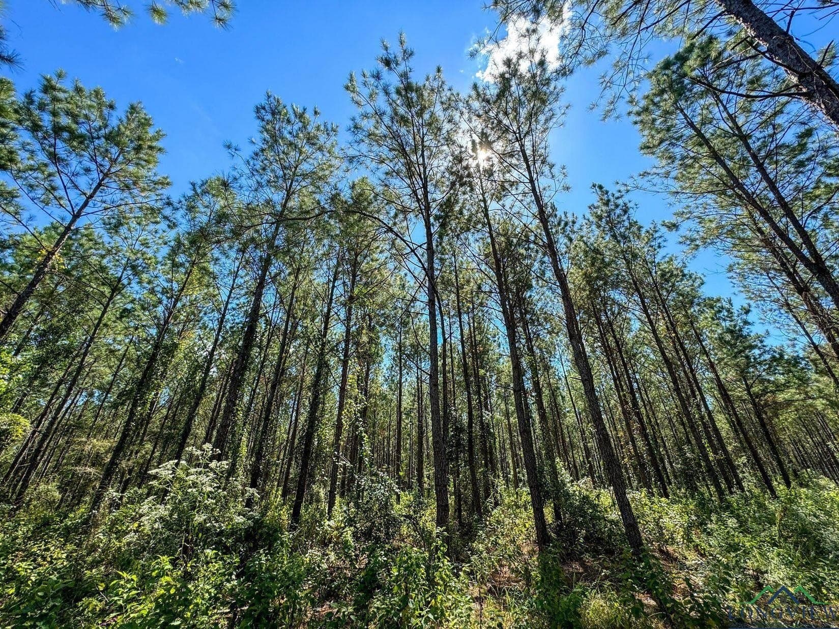 13.59 acres in Texas County - photo 9