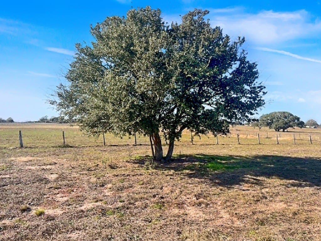 65 acres in Colorado County - photo 6