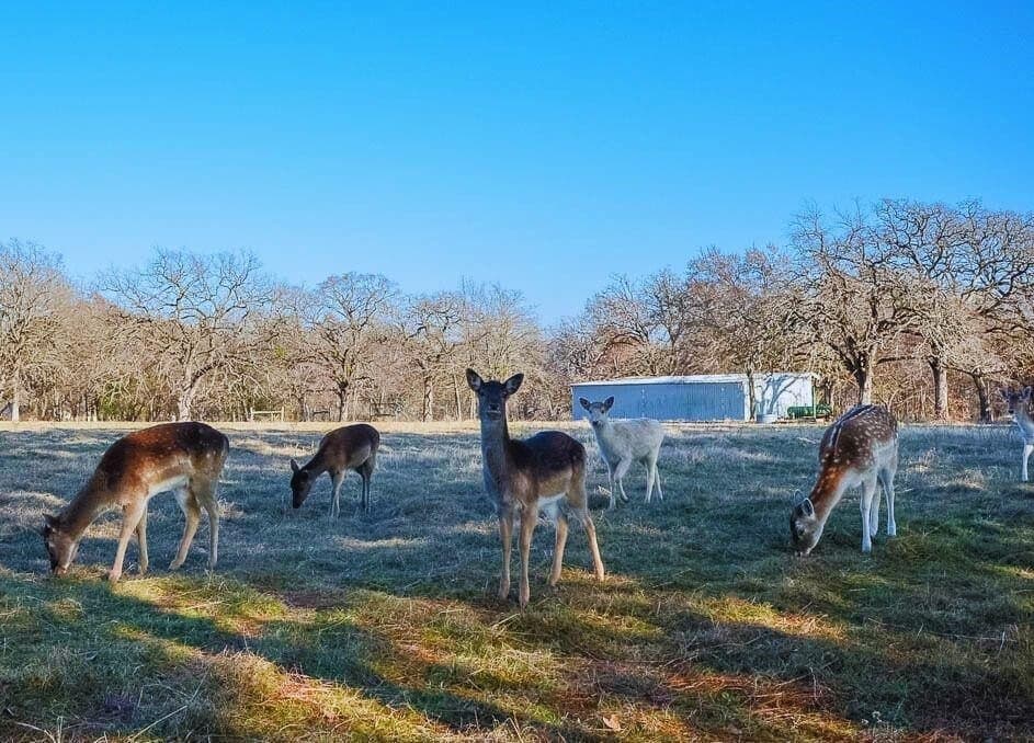 1 acres in Freestone County - photo 4