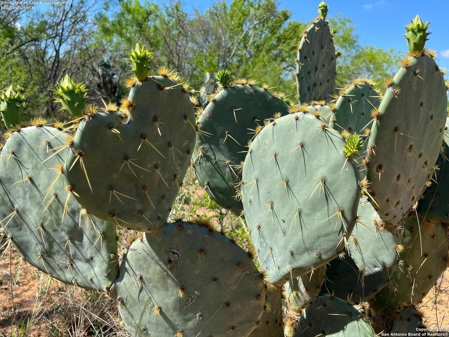 15 acres in Frio County - photo 10