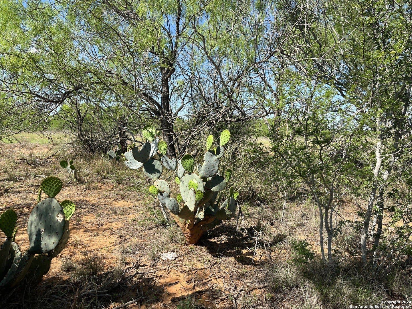 15 acres in Frio County - photo 5