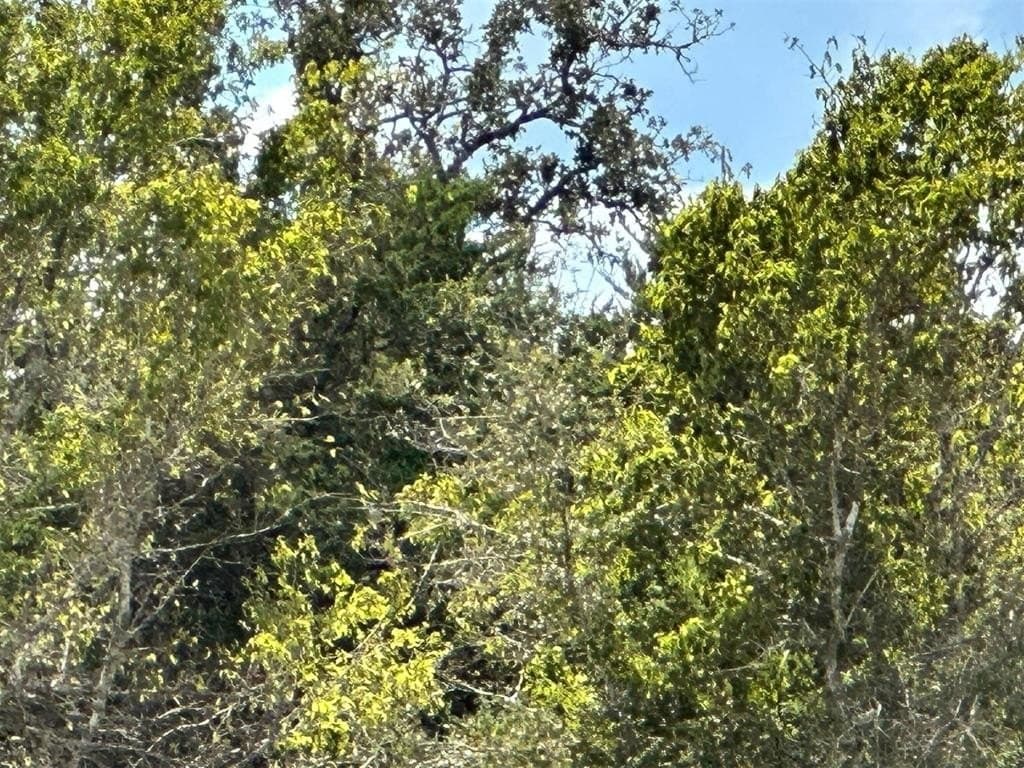 22 acres in Lavaca County - photo 4