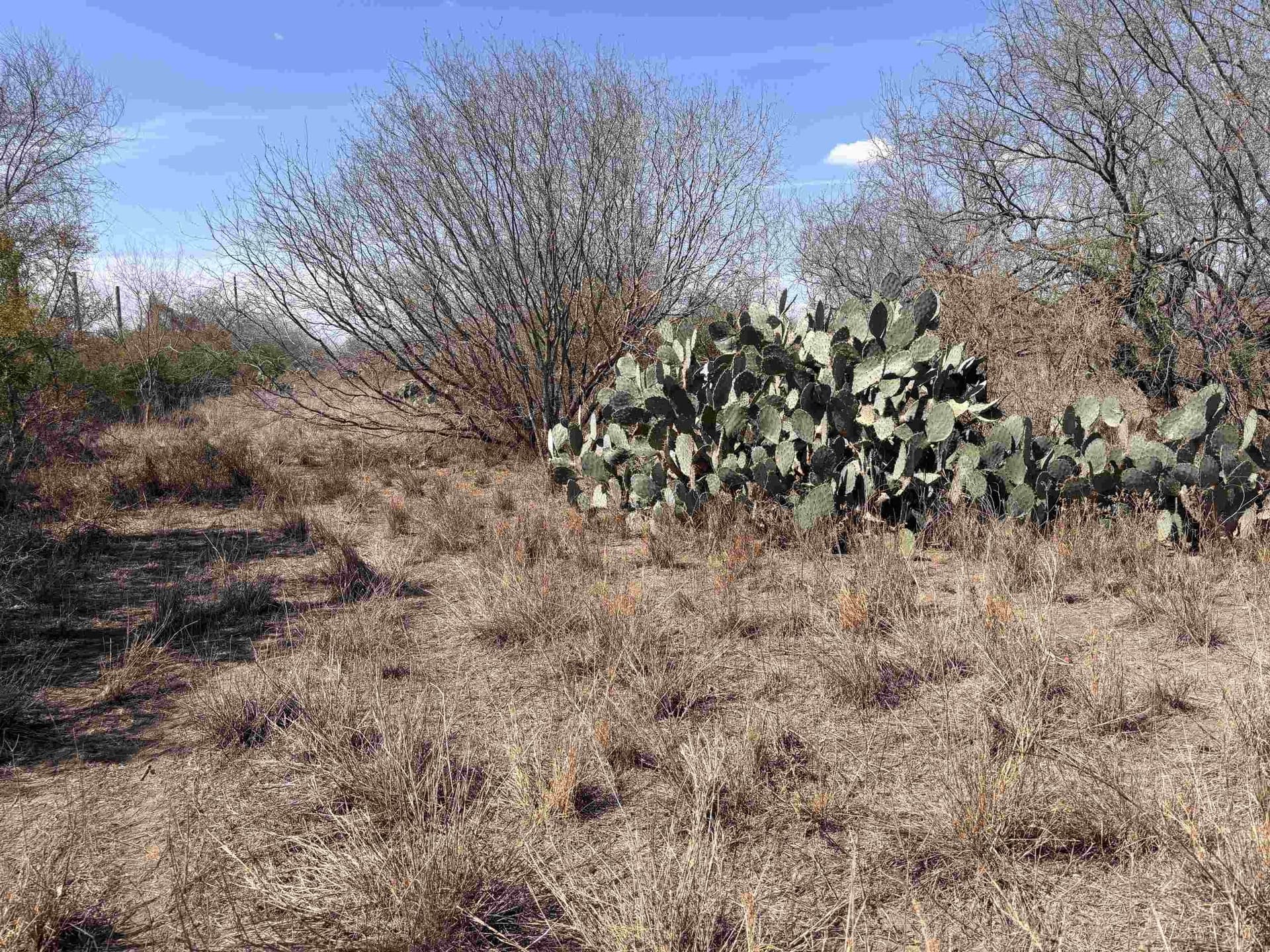 19.67 acres in Jim Wells County - photo 7