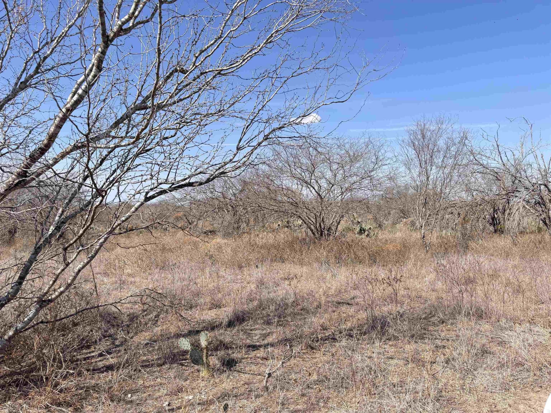 19.67 acres in Jim Wells County - photo 9