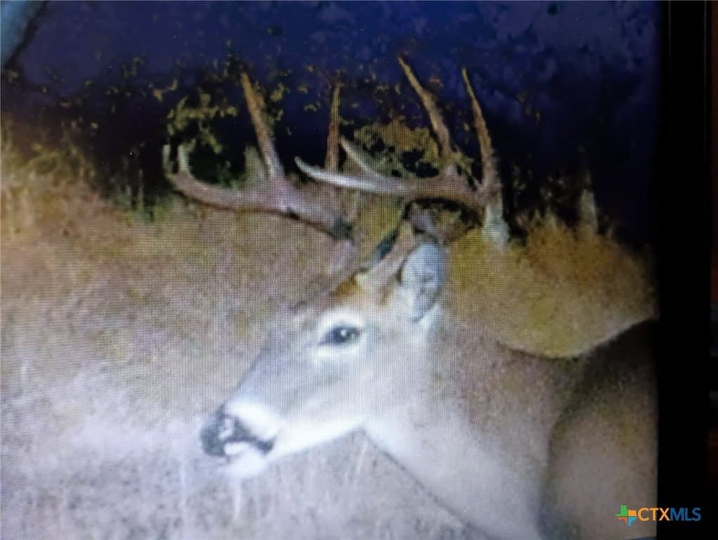 56 acres in Bell County - photo 15
