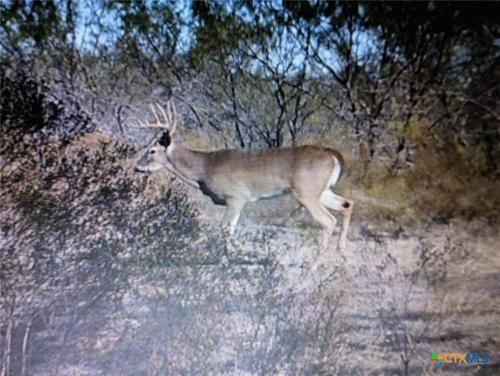 56 acres in Bell County - photo 16