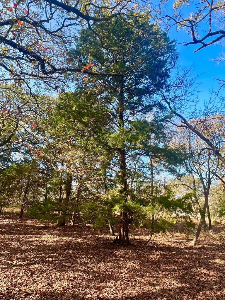 0.53 acres in Henderson County - photo 4