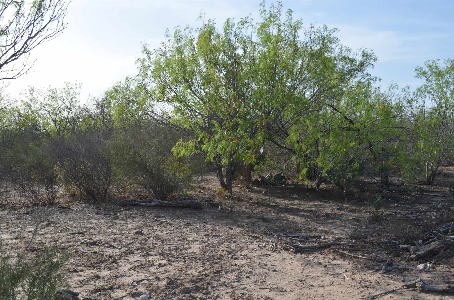 55.44 acres in Webb County - photo 26