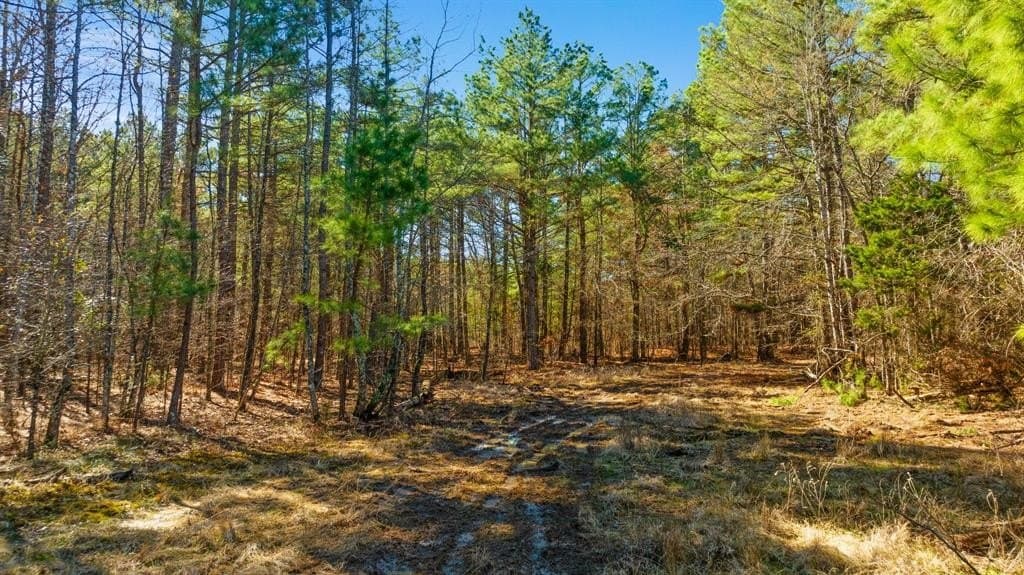 40 acres in Red River County - photo 15