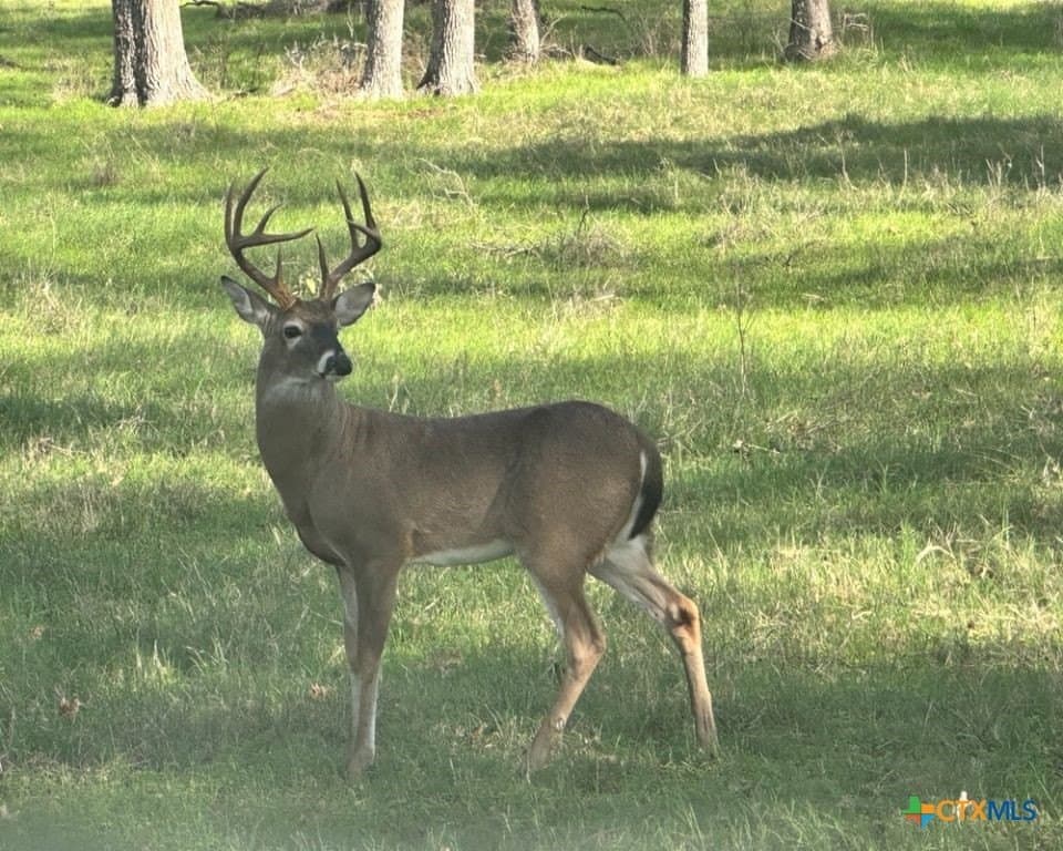 24.14 acres in Bell County - photo 39