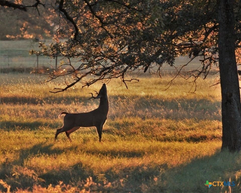 24.14 acres in Bell County - photo 38