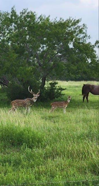 17.88 acres in San Patricio County - photo 15