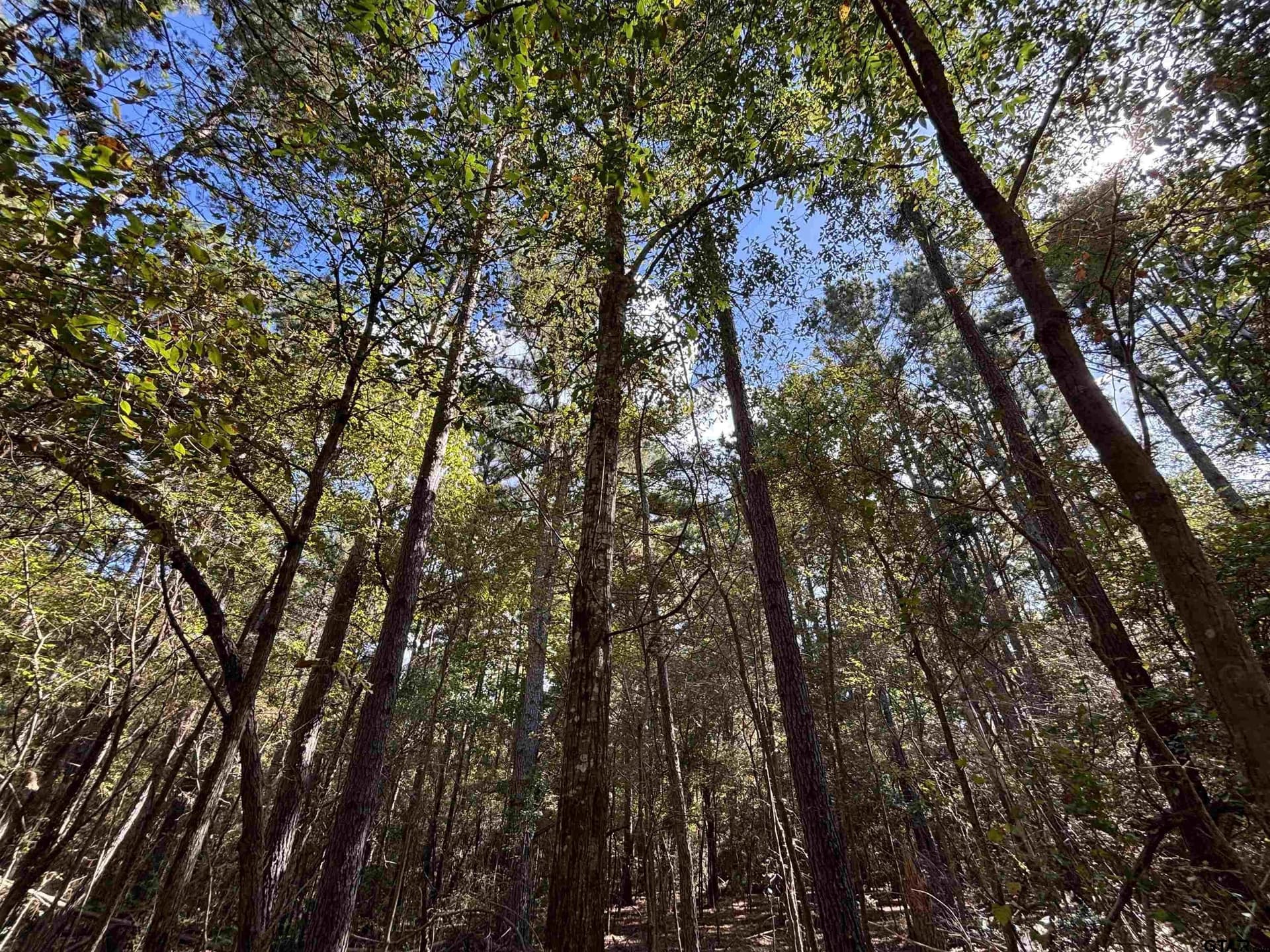 38 acres in Anderson County - photo 12