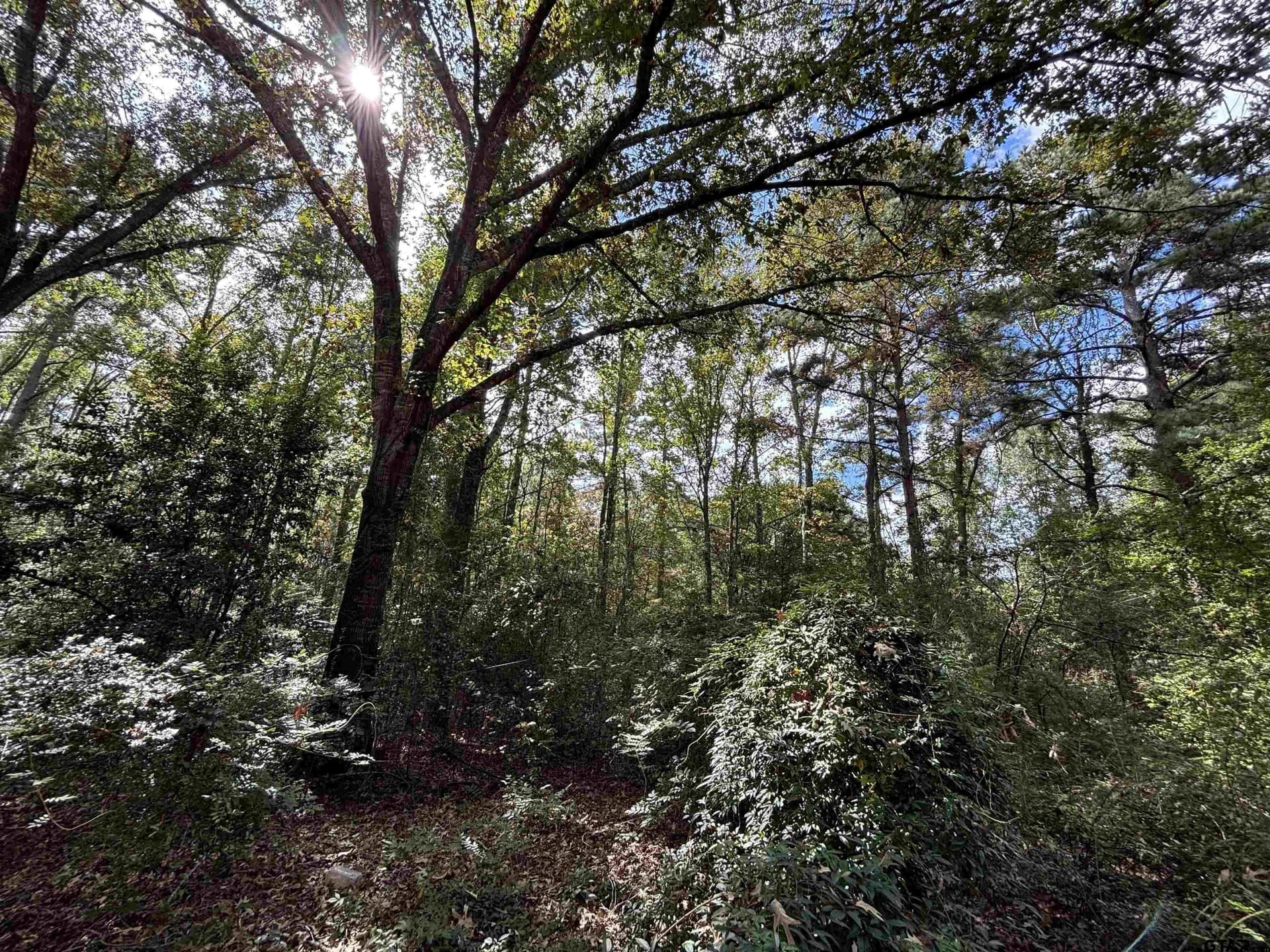 38 acres in Anderson County - photo 9