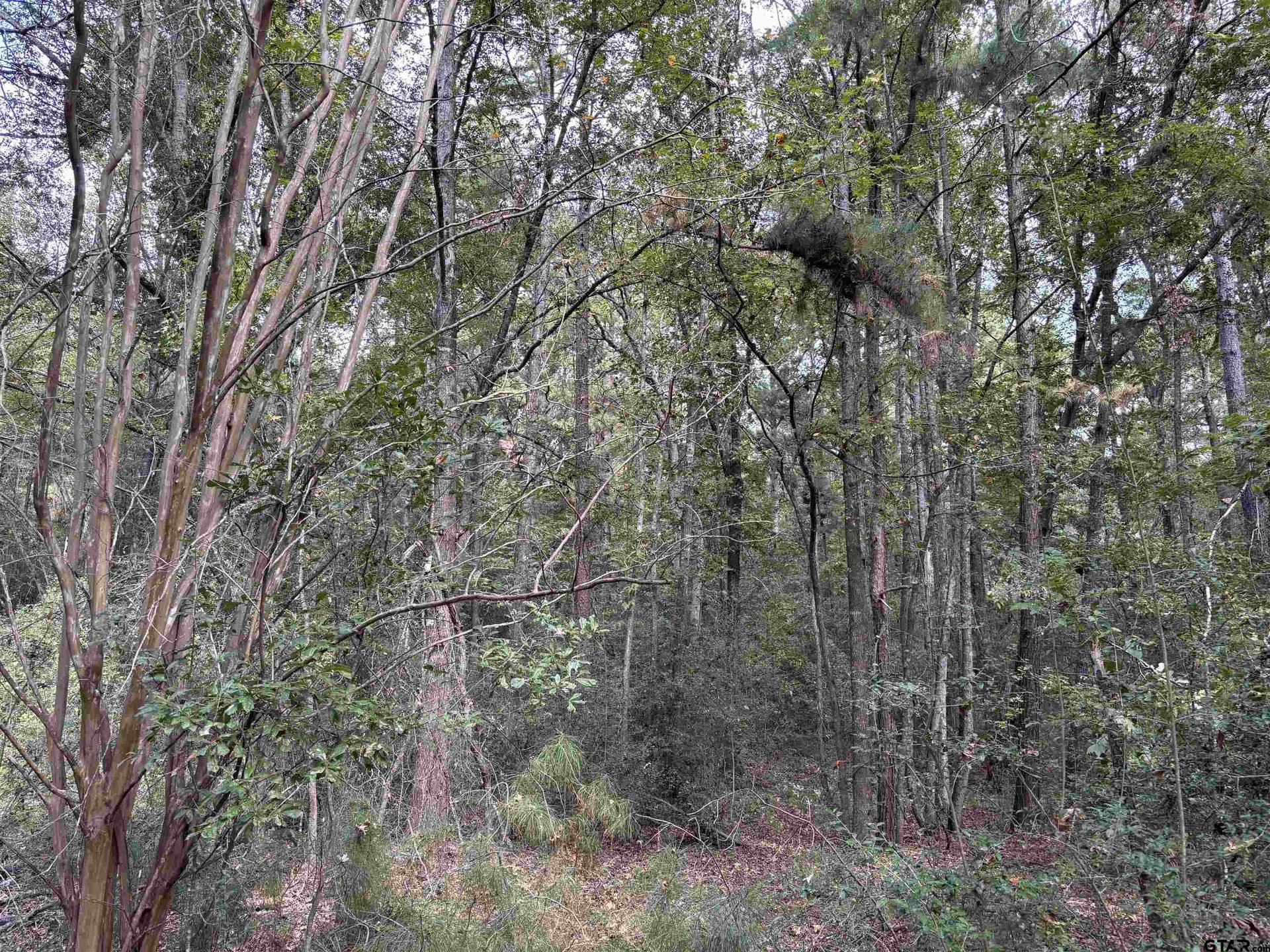 38 acres in Anderson County - photo 5