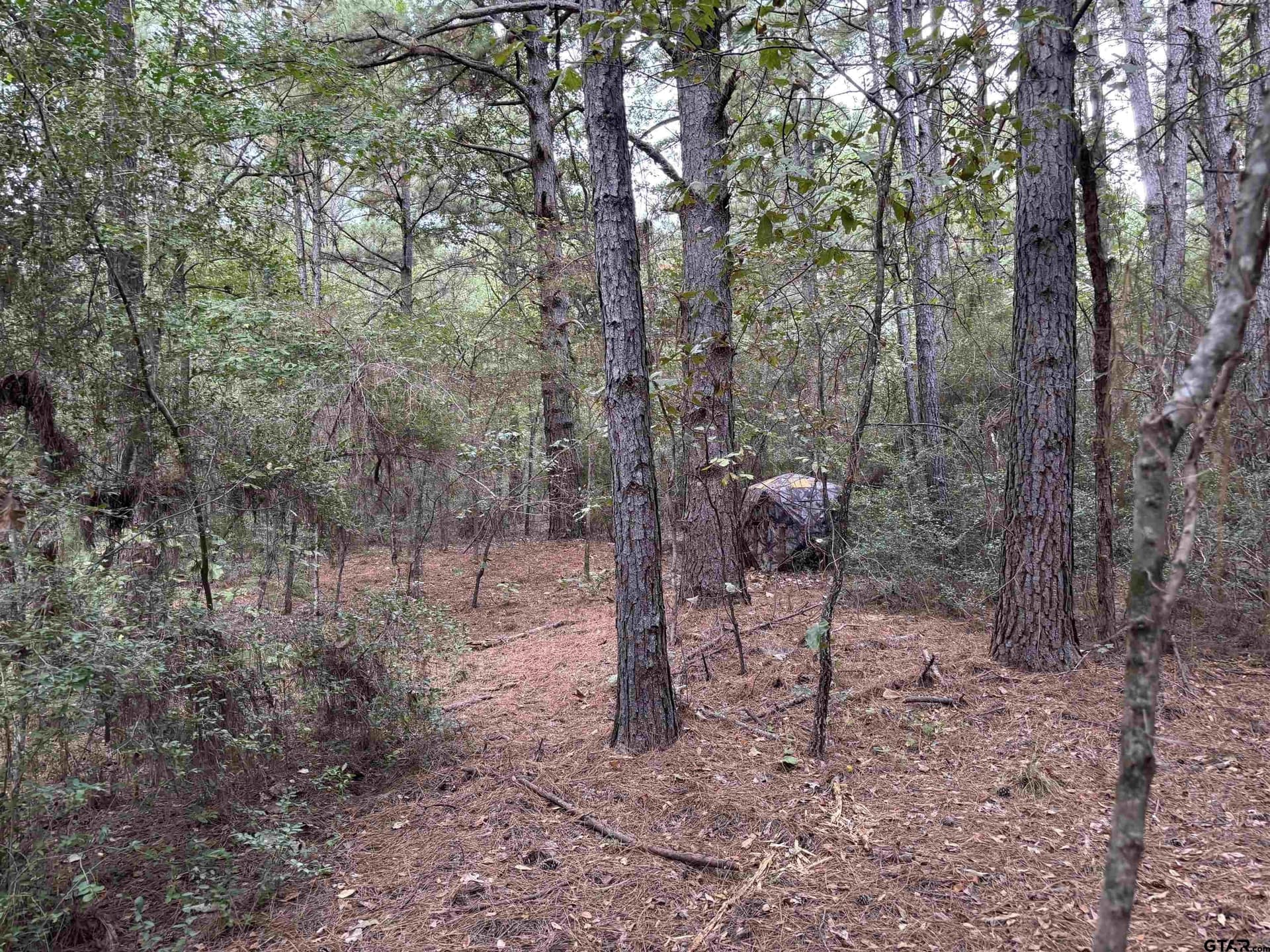 38 acres in Anderson County - photo 7