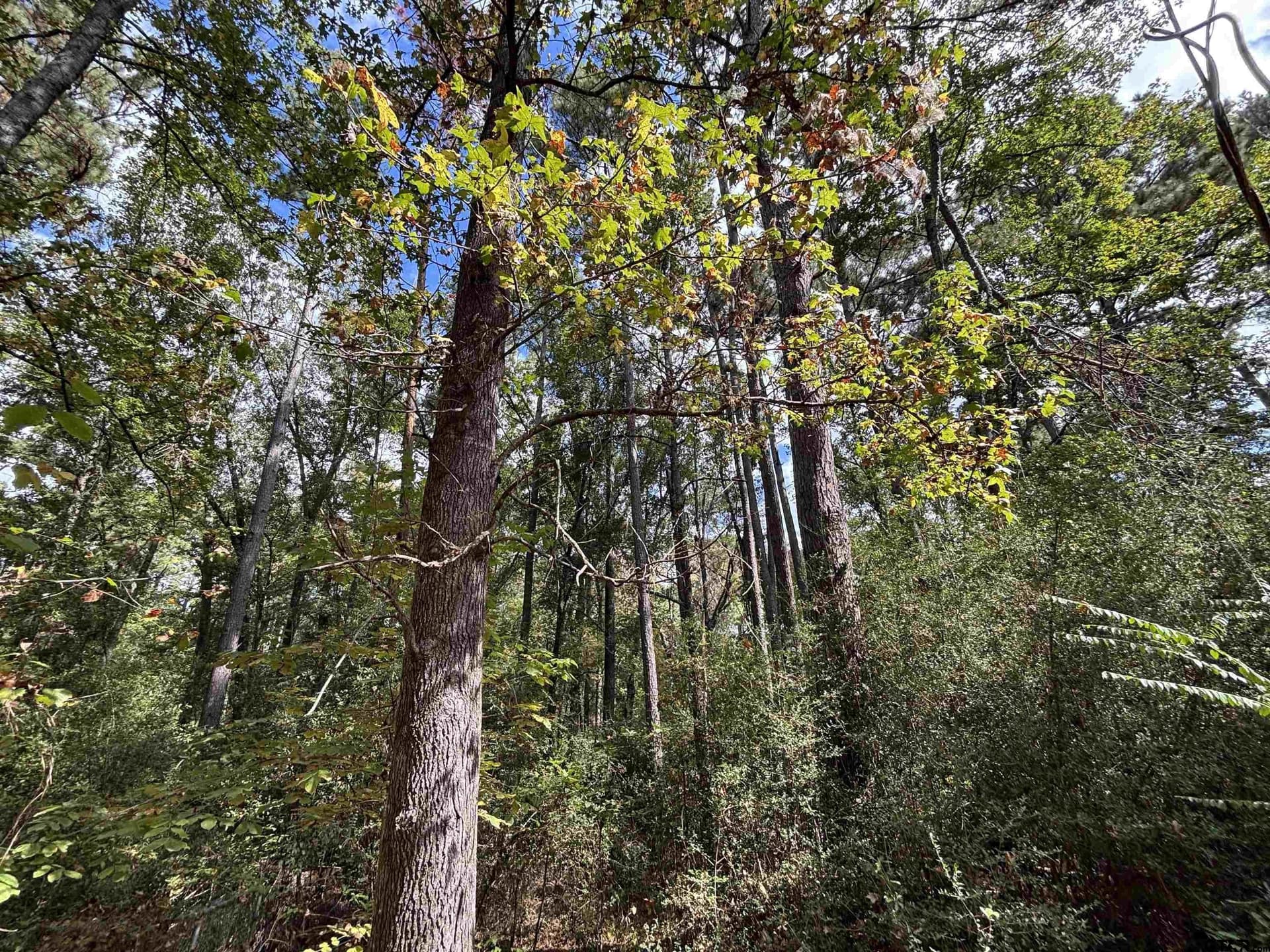 38 acres in Anderson County - photo 6