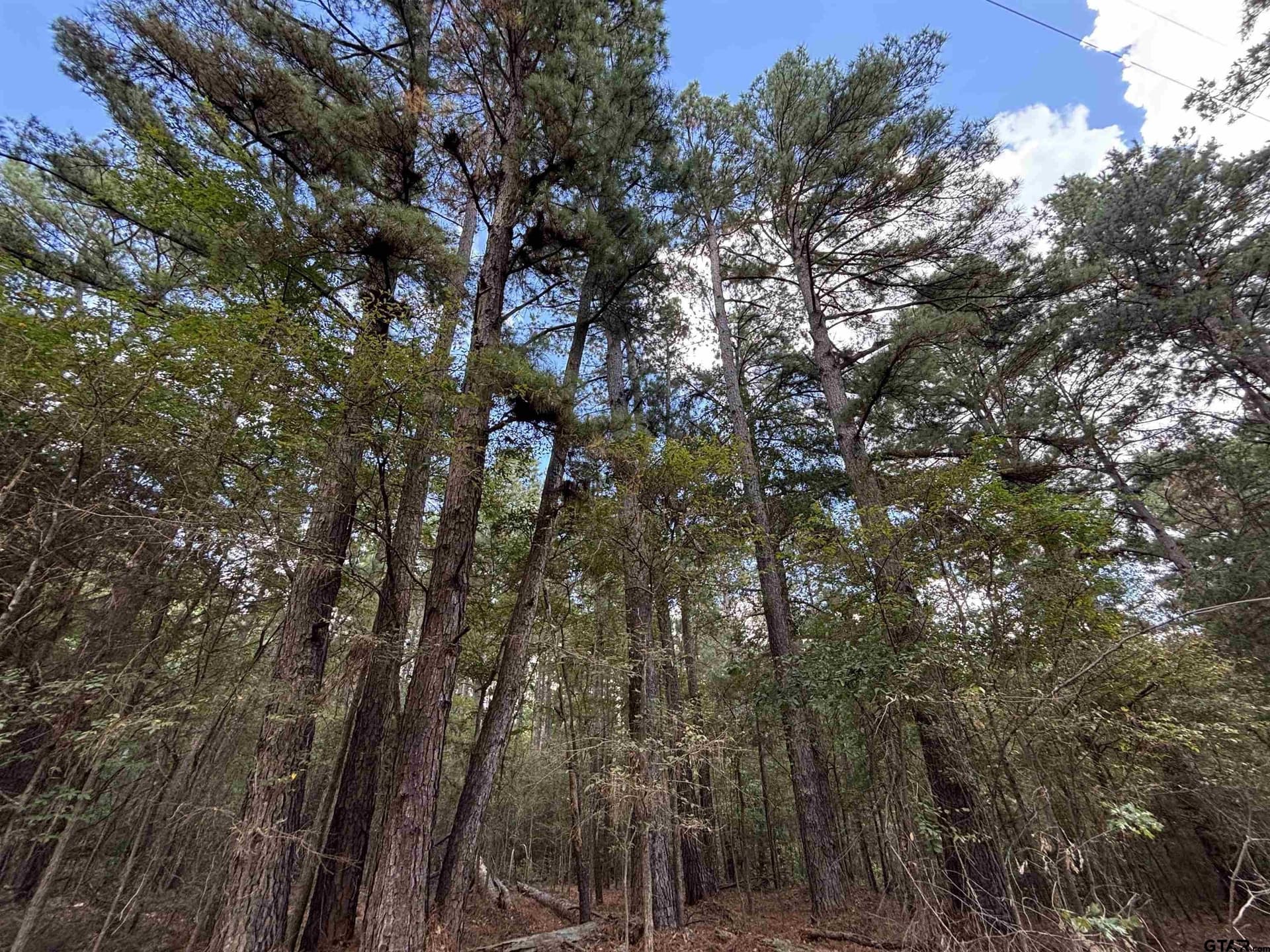 38 acres in Anderson County - photo 11